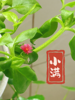 小满到了，医生提醒：别急着“下火”，这两件事最伤身