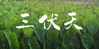 借天时，祛陈寒｜三伏天将至，冬病夏治正当时